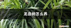 龙血树怎么养才茂盛 龙血树怎么养