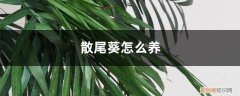 散尾葵怎么养殖方法 散尾葵怎么养