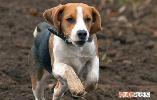 英国猎狐犬和比格犬的区别 英国猎狐犬和比格犬有什么不同