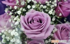 紫玫瑰花语 不同玫瑰花代表什么