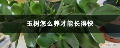 玉树怎么养开花快 玉树怎么养才能长得快