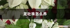 龙吐珠怎么养开花多叶子黄是怎么回事 龙吐珠怎么养