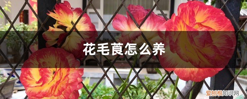 花毛莨水养 花毛莨怎么养