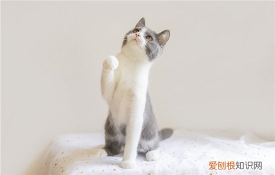 从小养的狸花猫 狸花猫从小养会很乖吗