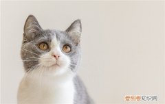 狸花猫从小养会很粘人吗 狸花猫从小养会很粘人吗