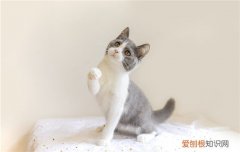 狸花猫喜欢主人的表现 狸花猫对主人好的表现多久才认主