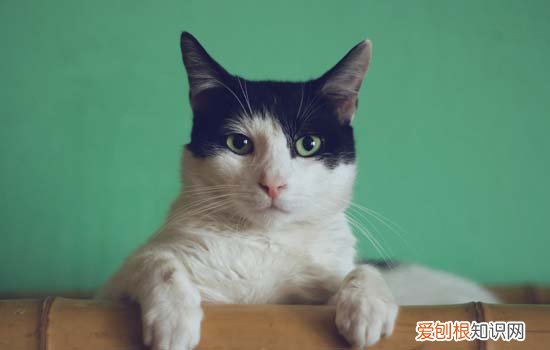虎斑猫适合吃什么猫粮 虎斑幼猫吃什么食物好