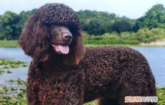 美国水猎犬好养吗 美国水猎犬适合养吗