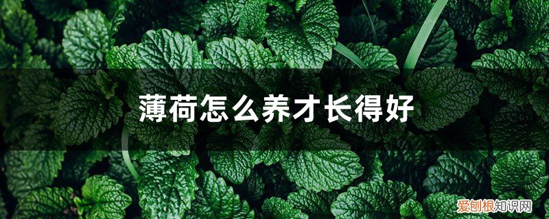 薄荷怎么养的好 薄荷怎么养才长得好