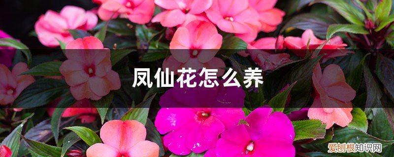 凤仙花的养殖方法和注意事项 凤仙花怎么养