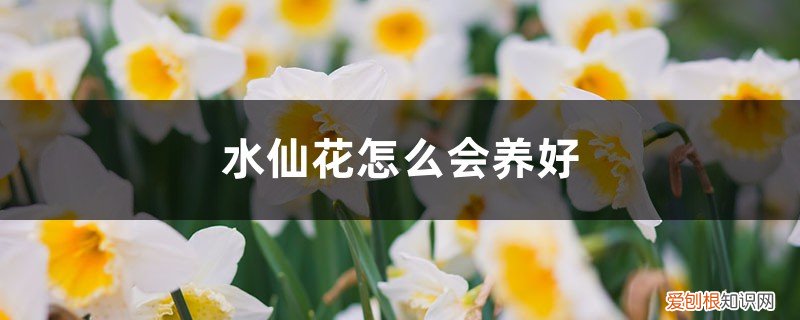 怎样养水仙花更好 水仙花怎么会养好