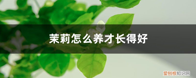 盆栽茉莉怎么养才长得好 茉莉怎么养才长得好