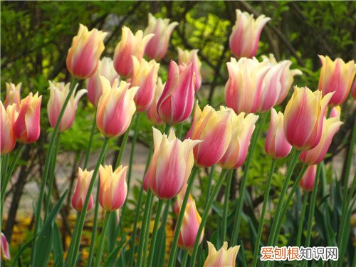 郁金香花期有多长 郁金香种植方法有哪些