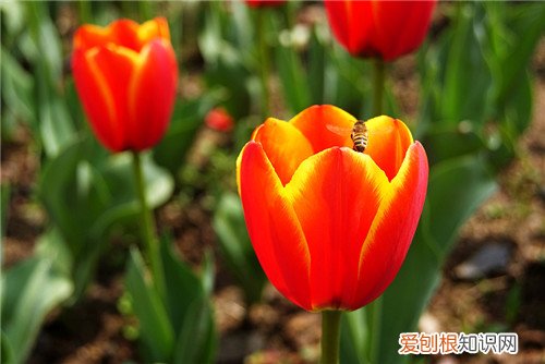 郁金香花期有多长 郁金香种植方法有哪些