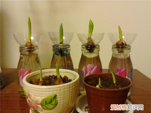 郁金香花期有多长 郁金香种植方法有哪些