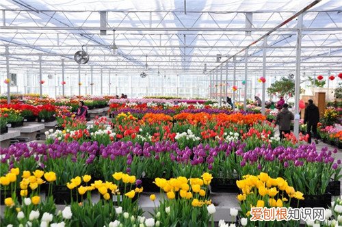 郁金香花期有多长 郁金香种植方法有哪些