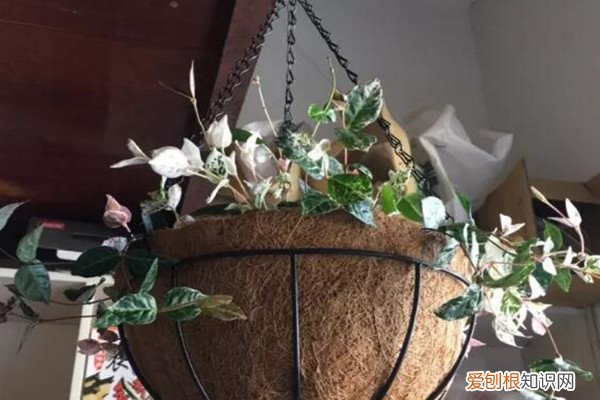 天花板挂花 把花吊上天花板,呼呼冒成大花球,好看又省地儿!