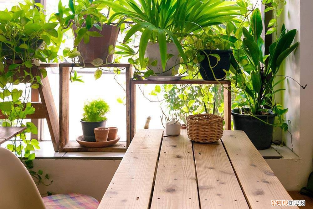 天花板挂花 把花吊上天花板,呼呼冒成大花球,好看又省地儿!