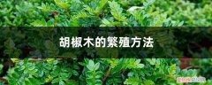 胡椒木的繁殖方法