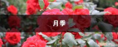 月季 杜鹃 月季杜鹃这么剪，花多枝壮，年年开爆盆！