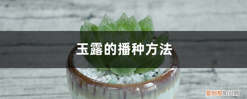 玉露的播种方法和技术 玉露的播种方法