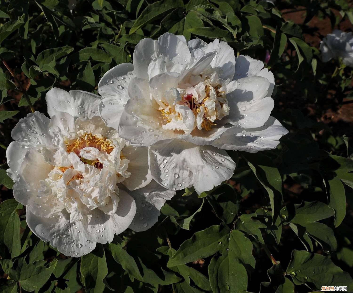 牡丹花播种时间,怎么样播种 牡丹花的播种方法