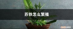 苏铁的养殖方法和注意事项 苏铁怎么繁殖，怎么养