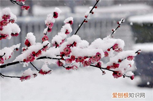 冬季盛开的花大盘点 哪些花卉不怕冷呢