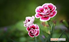 石竹花花语 石竹花怎么养