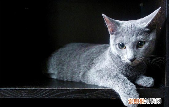 矮脚猫繁殖的概率高吗 矮脚猫为什么不好繁育