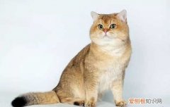 曼基康猫容易得病吗 养曼基康猫注意事项