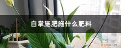 白掌施什么肥合适? 白掌施肥施什么肥料