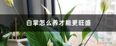 冬季白掌怎么养才能更旺盛 白掌怎么养才能更旺盛