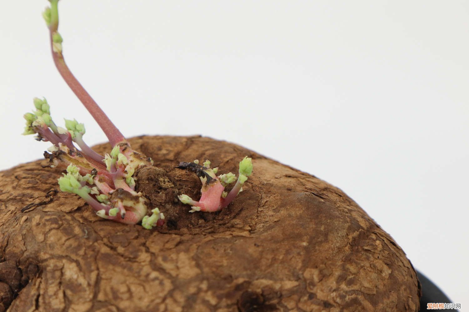 山乌龟的养殖方法:资深花友的养殖攻略 山乌龟怎么养，怎么繁殖