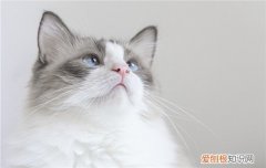 怎么繁殖矮脚猫 如何正确繁殖矮脚猫