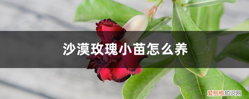 沙漠玫瑰怎样养根茎肥大 沙漠玫瑰小苗怎么养，怎样让根部膨大