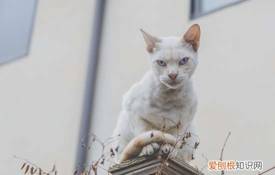 蓝猫公几个月发腮 蓝猫公猫多大开始发腮