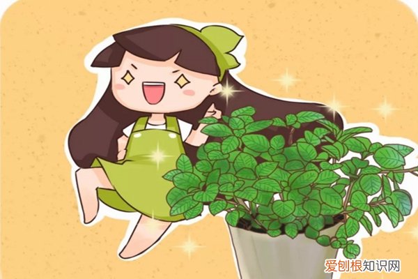 什么花驱甲醛 驱蚊虫吸甲醛&#8230;1盆花顶2个净化器！