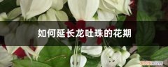 龙吐珠怎么能开花 如何延长龙吐珠的花期