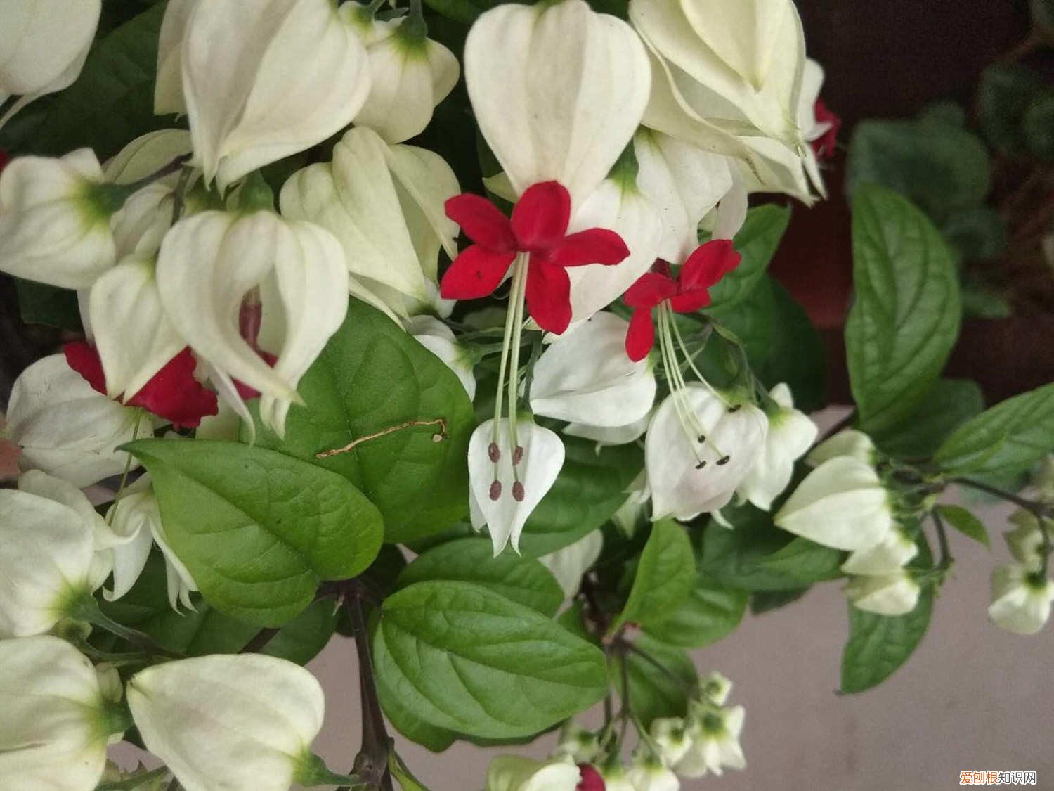 龙吐珠怎么能开花 如何延长龙吐珠的花期