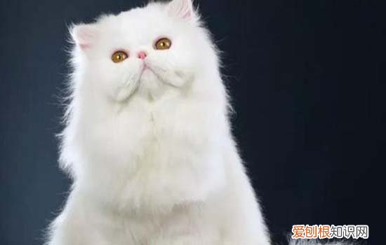 蓝猫掉毛厉害什么原因造成的 蓝猫掉毛厉害什么原因