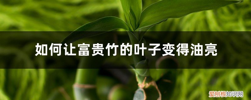 怎么样才能使富贵竹叶子发亮 如何让富贵竹的叶子变得油亮