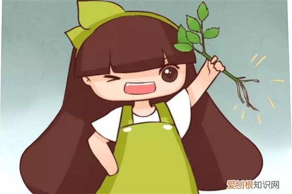 撞墙2.0扦插详细说明 “撞墙2.0扦插法”,插啥活啥,再不用买花了!