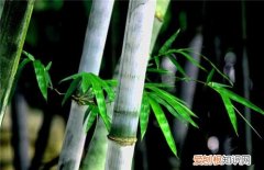 竹子的图片欣赏 竹子的种类有哪些