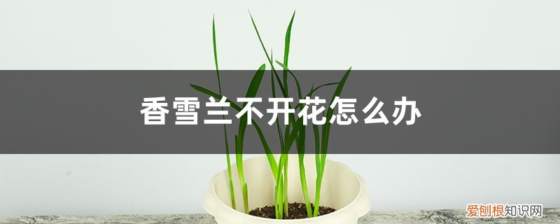 香雪兰长叶子不开花 香雪兰不开花怎么办