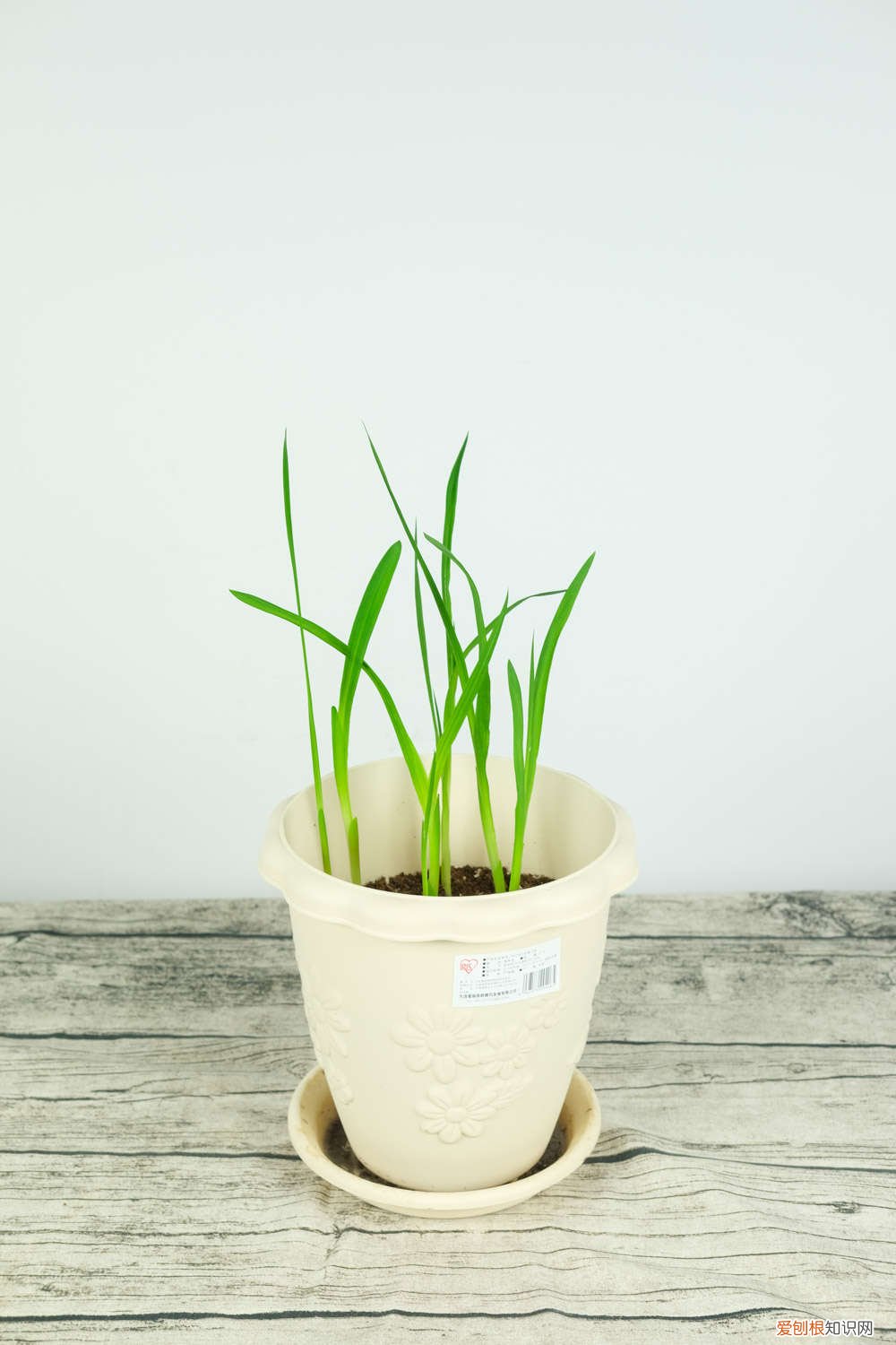 香雪兰长叶子不开花 香雪兰不开花怎么办