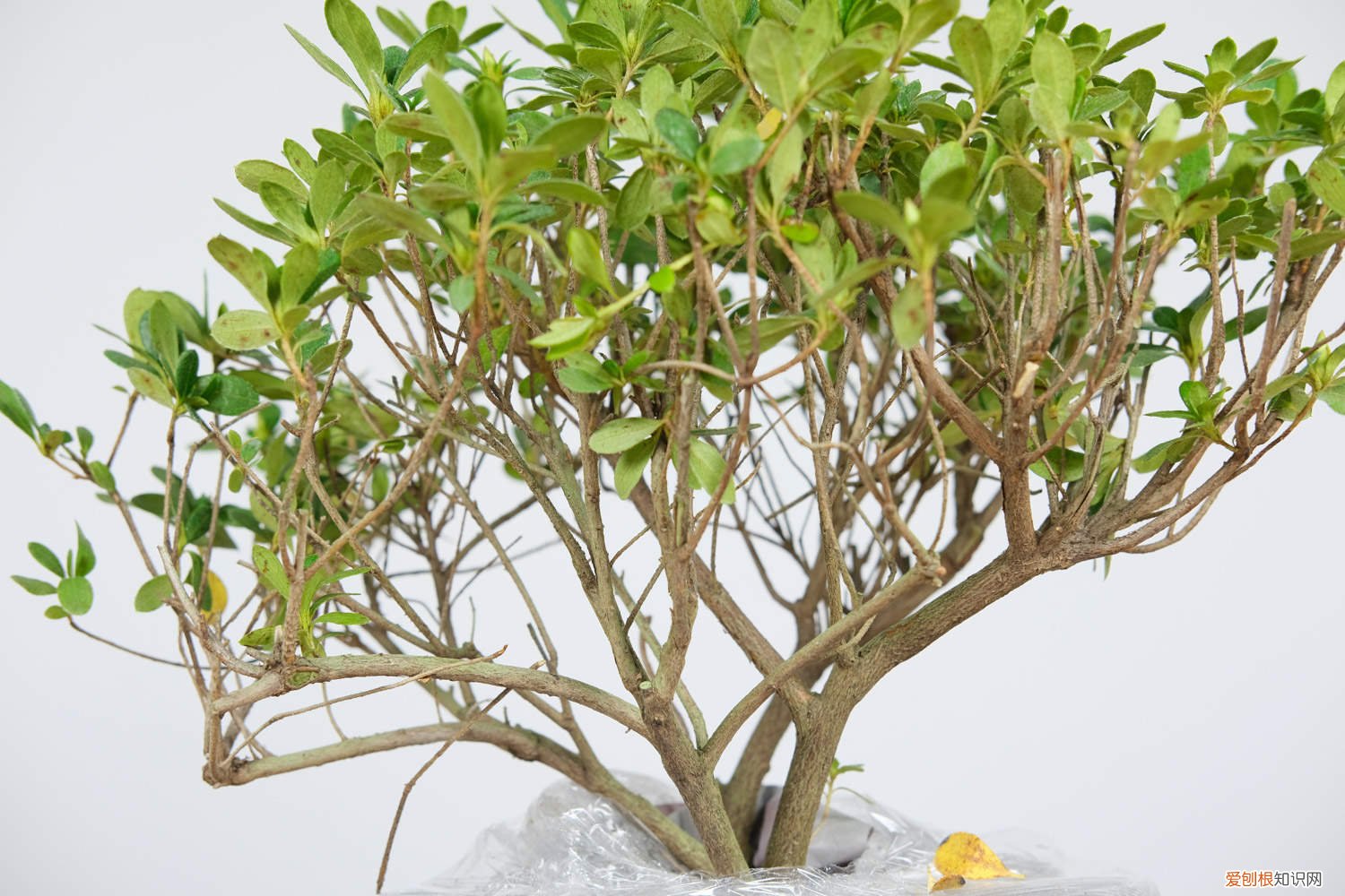 杜鹃花为什么黄叶掉叶 盆里滴点它，杜鹃再也不黄叶，开花爆盆100朵！