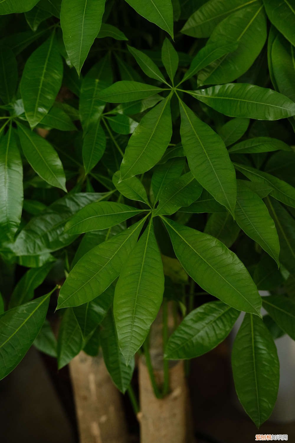 发财树适合浇什么样的水 发财树浇什么水最好