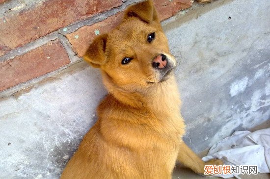 土狗饮食要注意什么 土狗饮食注意事项