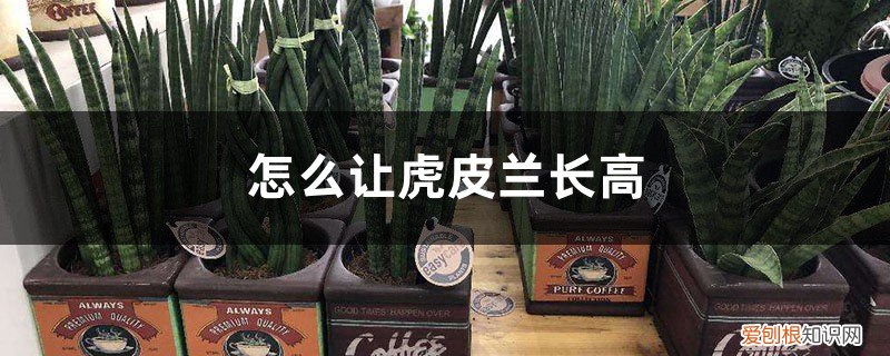 虎皮兰长高的小窍门,你知道几个 怎么让虎皮兰长高，长高后倒伏怎么办